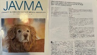 Subclinical bacteria bacterial cystitis and pyelonephritis in dogs with chronic kidney disease [upl. by Alissa]