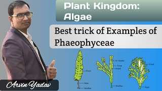 Brown Algae  Trick of Examples of Phaeophyceae  Plant Kingdom class 11 Algae class 11NEET [upl. by Wohlert]