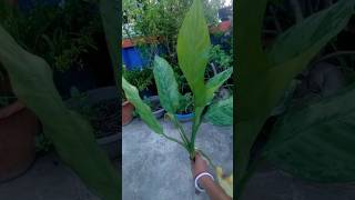 খুব সহজেই লাগান এই গাছ🤓🤷😄how to grow dieffenbachia indoor plant cuttingshorts ytshorts minivlog [upl. by Zohar]