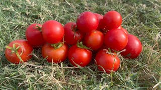 We pick tomatos [upl. by Massey]