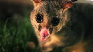 Possums at Hyde Park Sydney [upl. by Emlen]