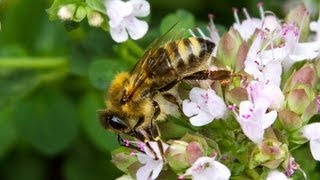 Carniolan Honey Bee [upl. by Ellesij]