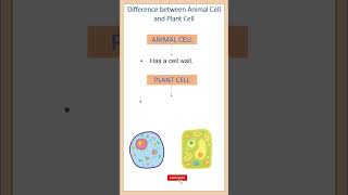 Difference between Animal Cell and Plant Cell  Biology  shorts ytshorts [upl. by Hunley]