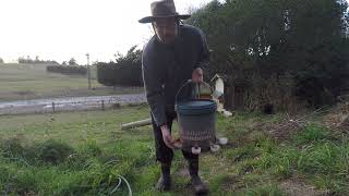 Water amp Feeding Routine For Our Chickens On Our Homestead [upl. by Einaej]