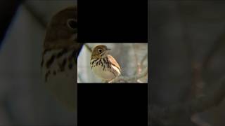 The Ovenbird Warbler The Quiet Wanderer birds birdwatching youtubeshorts music warbler [upl. by Kape]