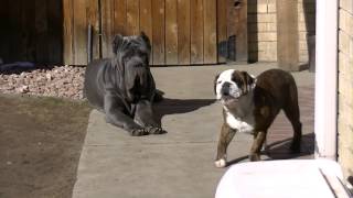 Neapolitan Mastiffs and Bulldog [upl. by Ram279]