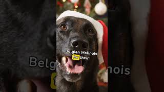 Belgian Malinois in Movies Unleashing Hollywoods Canine Stars shorts animals belgianmalinois [upl. by Maxim]