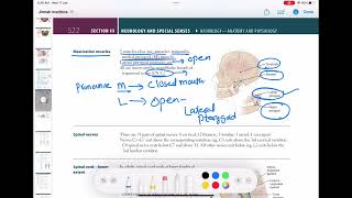 Mastication Muscles neurology 56  First Aid USMLE Step 1 in UrduHindi [upl. by Ydnas]