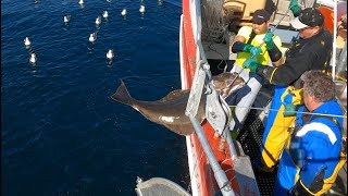 Halibut Fishing Longline Kveitefiske Sørøya Finnmark Norway Summer 2023 4K HD [upl. by Kimitri]