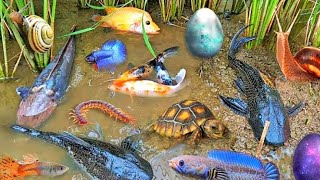 Amazing Catching Goldfish Koi Fish Ornamental Fish Frogs or American Turtle  Made forfish 10 [upl. by Aisenat]