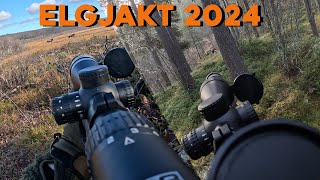 ELGJAKT MED HUND HØSTEN 2024  GOPRO [upl. by Nylleoj]