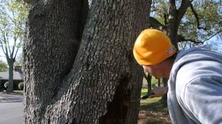 Disease and Pest Treatment For Live Oak Gulfport MS [upl. by Podvin468]