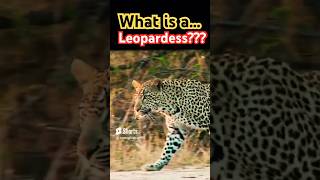 Leopardess Defined Understanding the Female Leopard  Wildlife Vocabulary [upl. by Harland]