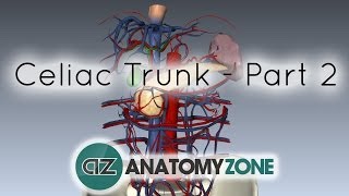 Celiac ArteryTrunk  Part 2  Anatomy Tutorial [upl. by Bowers]