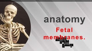 Fetal Membranes  Embryology [upl. by Anaj]