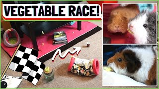 Guinea Pig Free Roam Fun Hidden Vegetable Challenge [upl. by Annenn587]