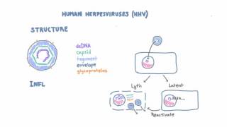 Introduction to Human Herpesviruses HHV [upl. by Brittney]