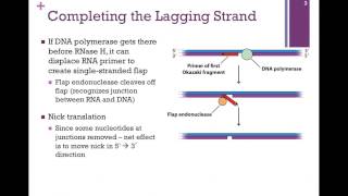 163DNA Ligase amp the Lagging Strand [upl. by Leamhsi77]