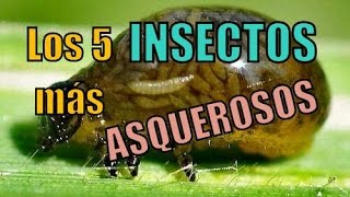 Los 5 INSECTOS más ASQUEROSOS del mundo [upl. by Amsaj]