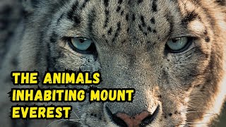 These 7 Unique Animals Can Be Encountered When Climbing Mount Everest [upl. by Lotsirhc]