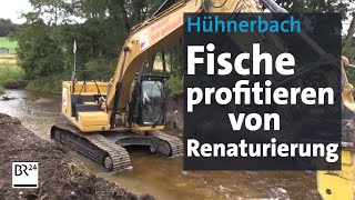 Kiesbänke statt Wehre Fische profitieren von Renaturierung  Abendschau  BR24 [upl. by Rodablas]