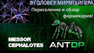 Обзор формикария Messor cephalotes [upl. by Woodberry]