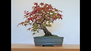 Andromeda Pieris Bonsai Tree  Pieris japonica [upl. by Novah]