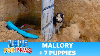 Abandoned Husky and puppies rescued just in time 😰👍 dogs [upl. by Atterys664]