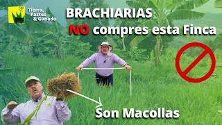 No compres esta Finca en Brachiarias [upl. by Rafat]