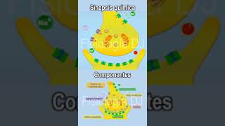 Sinapsis  Sinapsis neuronal  Sinapsis fisiología  Sinapsis química proceso y componentes [upl. by Torrie]