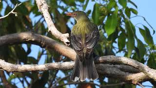 Olivebacked Oriel Hervey Bay Qld [upl. by Jacinta]