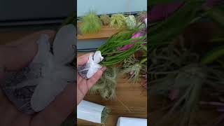 Unboxing but not showing the plantsEvil 🤣 tillandsia bromeliad airplants plants philippines [upl. by Nrehtac903]