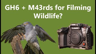 Panasonic Lumix GH6  Micro Four Thirds for Filming Wildlife [upl. by Orabla]