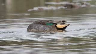 DSCN1227 Greenwinged Teal Common Teal Gajoldoba Barrage Jaipaiguri WB 06022024 [upl. by Hannaoj]