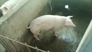 piggery farm thanks God everything is good thank you lord [upl. by Ivonne]