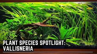 Plant Species Spotlight  Vallisneria  How to care for Vallisneria [upl. by Dogs]