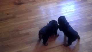 Rottweiler Puppies 34 Days Old [upl. by Colon572]