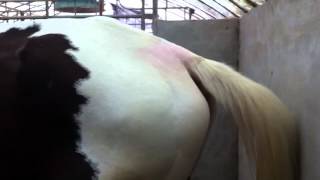 Equine motor neuron disease [upl. by Uolymme]