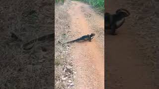 musuh bebuyutan biawak vs ular biawakvsular biawak ular [upl. by Deacon971]