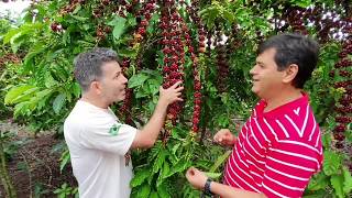 Diferenças entre plantas do café arábica e canéfora [upl. by Dolorita977]