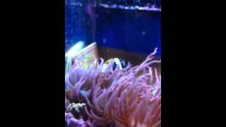 Breeding Amphiprion latezonatus Clownfish [upl. by Ardnot379]