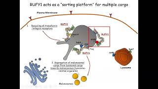 RUFY1 binds Arl8b and mediates endosometoTGN CIM6PR retrieval for cargo sorting to lysosomes [upl. by Kitrak]