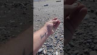 How to spot AGATE on the river agate rockhounding fraserriver sandbar howto [upl. by Suhpoelc143]