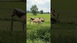 three brown horses standing in a field [upl. by Annait]