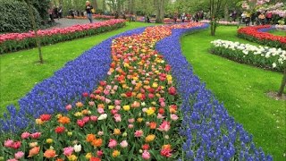 Кёкенхоф Голландия 2017  Keukenhof Holland [upl. by Ierna]