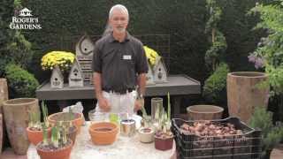 How to Force Paperwhites with Steve Hampson [upl. by Ahsiym]