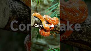 Pet Snake for Beginners Corn Snake shorts snake nature [upl. by Iaka]