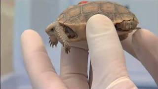 The Heat is On Desert Tortoises amp Survival Part 2 of 4 [upl. by Justine]