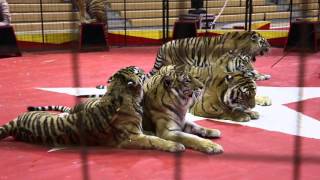 Video Get to know the tigers of ShowMe Tigers [upl. by Ennoira]