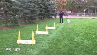 Flyball Training Tips Power Jumping [upl. by Perdita863]